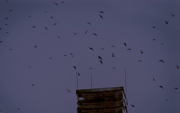 Chimney swifts gather in a large swarm as they enter Easts chimney